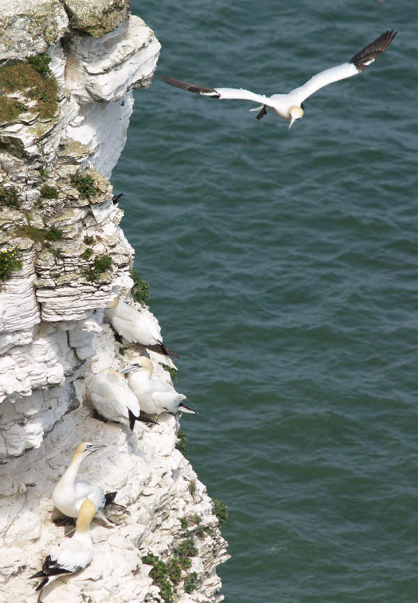 Bemptongannets